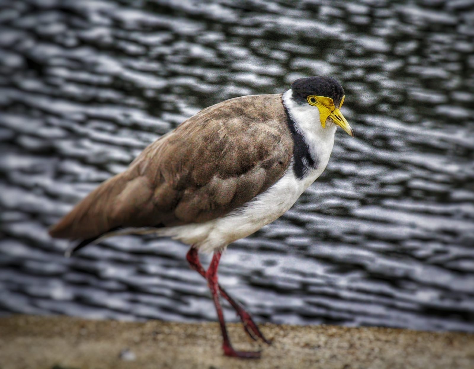 Wildlife